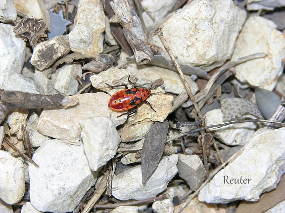 Knappe (Spilostethus saxatilis)